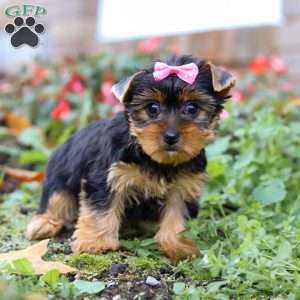 Mia, Yorkie Puppy